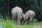 A cute elephants family at salt lick