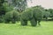 Cute Elephants family shaped topiary on green lawn in public park .