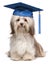 Cute eminent graduation havanese dog wit blue cap