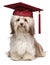 Cute eminent graduation havanese dog wit red cap