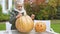 Cute emotional girl carves pumpkin jack-o-lantern excited with process Halloween