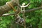 Cute emperor tamarin Monkey with its baby.