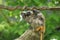 Cute emperor tamarin monkey with its baby.