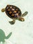 Cute endangered baby turtle