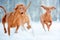 Cute energetic red dog visla running in the snow winter