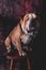 Cute English bulldog posing