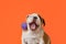 Cute English bulldog puppy. Pets. Holidays and events. A purebred dog