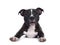 Cute English Staffordshire Terrier pup on white
