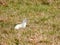 cute ermine in a field in the beautiful nature of Luxembourg