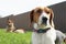 Cute Estonian hound dog lies on the green grass. beagle with german Shepherd dog lying on green grass