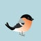 Cute Eurasian bullfinch songbird comic drawing