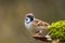 Cute Eurasian tree sparrow sitting on a mushroom on a mossy log