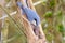 Cute Eurasian wood Nuthatch bird perching on tree upside-down, Autumn in Austria, Europe