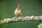 Cute eurasian wren resting on lichen branch in forest