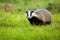 Cute european badger coming forward on fresh green lawn.