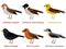 Cute European bird cartoons - Common redpoll, Alpine Chough, Yellowhammer, Northern wheatear, Red crossbill, Common reed bunting