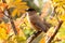 Cute European bird Siberian jay, Perisoreus infaustus, in autumnal taiga forest in Konttainen fell near Ruka, Kuusamo.