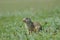 Cute European ground squirrel, gopher Spermophilus citellus, Zi