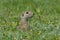 Cute European ground squirrel, gopher Spermophilus citellus, Zi