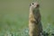 Cute European ground squirrel, gopher Spermophilus citellus, Zi