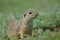 Cute European ground squirrel, gopher Spermophilus citellus, Zi