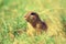 Cute European ground squirrel. Lovely gnawer feeding in grass& x28;Spermophilus citellus& x29;