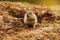 Cute European ground squirrel Spermophilus citellus pokes his head out of the hole