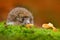 Cute European Hedgehog, Erinaceus europaeus, eating orange mushroom in the green moss. Funny image from nature. Wildlife forest wi