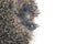 Cute European hedgehog sleeps and stuck out his paw close-up on a white background. Animal world