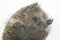 Cute European hedgehog sleeps and stuck out its legs on a white background. Animal world