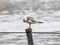 Cute European herring gull sitting on a wooden stick with the lake on the background