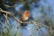 Cute European robin redbreast perched on a thin tree branch on a blurred background