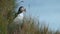 Cute European seabird Atlantic puffin standing behind the grass