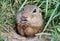 Cute Europen ground squirrel eat in the natural environenment, close up, detail, Spermophilus citellus, Slovakia