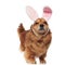 Cute excited brown metis dog with bunny ears looks up