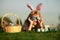 Cute excited bunny child boy with rabbit ears. Child with easter eggs in basket outdoor. Boy laying on grass in park