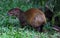 Cute exotic agouti little mammal rodent from Central south america in Costa Rica