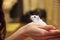 Cute Exotic Female Winter White Dwarf Hamster standing on owner palm hand. Winter White Hamster is known as Winter White Dwarf, Dj