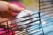 Cute Exotic Little Baby Winter White Dwarf Hamster happy playing on cage bar. Winter White Hamster is also known as Winter White D