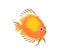 Cute exotic tropical fish swimming. Sea water animal, decorative ornamental aquarium creature. Small little discus