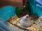 Cute Exotic Winter White Dwarf Hamster falling over on hind legs begging for pet food from owner hand. Winter White Hamster is als