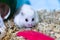 Cute Exotic Winter White Dwarf Hamster looking sad and lonely, feeling and emotion concept, begging for pet food. Winter White