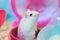 Cute Exotic Winter White Dwarf Hamster standing two legs begging for pet food with innocent face. Winter White Hamster is also