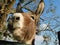 Cute Face Closeup. Brown Donkey with a white nose, curiously stuck its head over the wooden panels to look a the camera