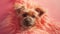 cute face of a dog on peach fuzz background