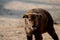 Cute face portrait of a baby mishmi takin without horns