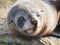 Cute face sea lion New Zealand.