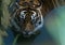 cute face of sumatran tiger