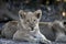 Cute faced young african lion cub