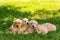 Cute fair-haired puppies on grass